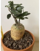 Fockeas edulis n°3