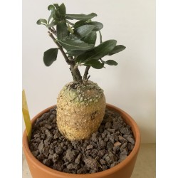 Fockeas edulis n°3