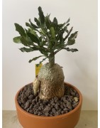 Fockeas edulis n°4