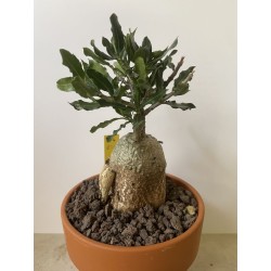 Fockeas edulis n°4