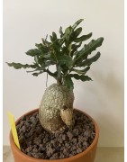 Fockeas edulis n°4