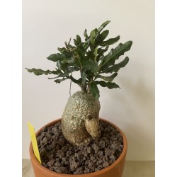 Fockeas edulis n°4
