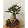 Fockeas edulis n°4