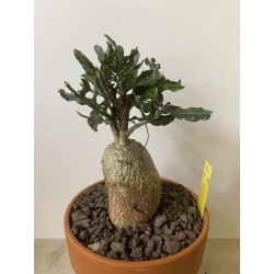 Fockeas edulis n°4