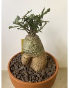 Fockeas edulis n°6