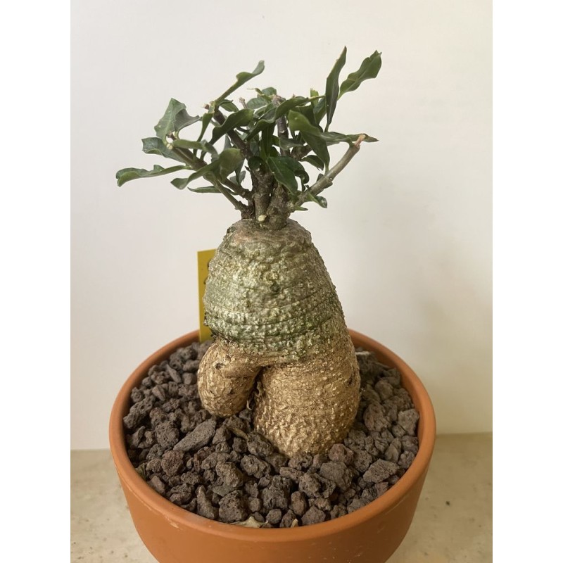 Fockeas edulis n°6 Fockeas edulis n°6