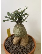 Fockeas edulis n°6
