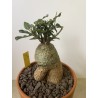 Fockeas edulis n°6