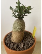 Fockeas edulis n°6
