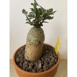 Fockeas edulis n°6