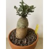 Fockeas edulis n°6