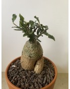 Fockeas edulis n°6
