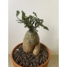 Fockeas edulis n°6