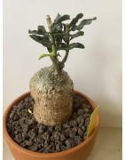 Fockeas edulis n°8