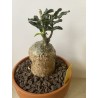 Fockeas edulis n°8