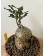 Fockeas edulis n°8
