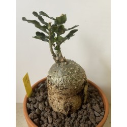 Fockeas edulis n°8