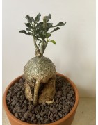 Fockeas edulis n°8