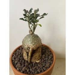 Fockeas edulis n°8