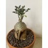Fockeas edulis n°8