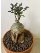 Fockeas edulis n°8