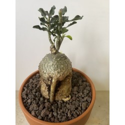 Fockeas edulis n°8