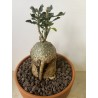 Fockeas edulis n°8