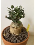 Fockeas edulis n°10