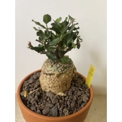 Fockeas edulis n°10