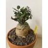 Fockeas edulis n°10