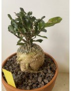 Fockeas edulis n°10