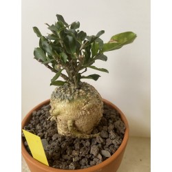 Fockeas edulis n°10
