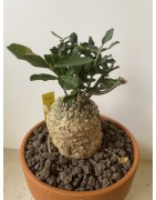 Fockeas edulis n°10