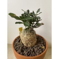 Fockeas edulis n°10
