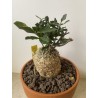 Fockeas edulis n°10