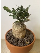 Fockeas edulis n°10