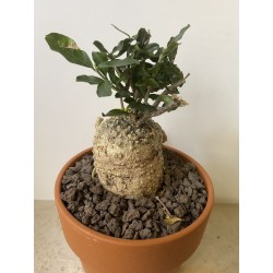 Fockeas edulis n°10