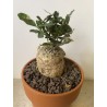 Fockeas edulis n°10