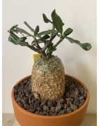 Fockeas edulis n°9