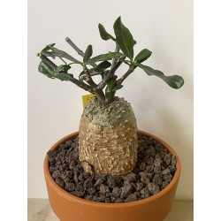 Fockeas edulis n°9