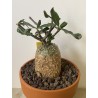 Fockeas edulis n°9
