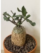 Fockeas edulis n°9