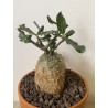 Fockeas edulis n°9