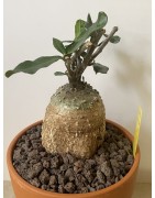Fockeas edulis n°9