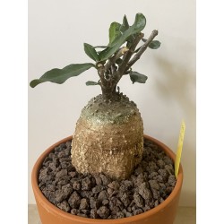 Fockeas edulis n°9
