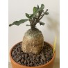Fockeas edulis n°9
