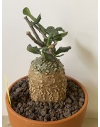 Fockeas edulis n°9