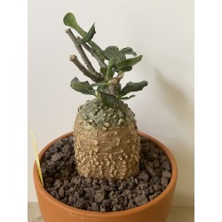 Fockeas edulis n°9