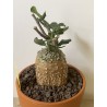 Fockeas edulis n°9