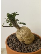 Fockeas edulis n°11